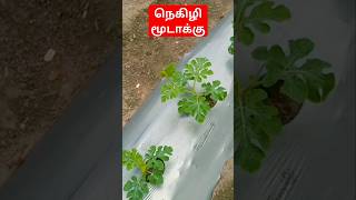 மூடாக்கு #mulching #vivasayam #agriculture #croprecycling #residue