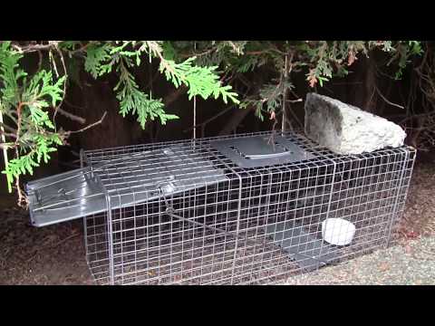 Use Havahart Live Animal Trap to Bait and Catch Raccoon, Groundhog, and other Nuisance Wildlife Use Havahart Live Animal Trap to Bait and Catch Raccoon, Groundhog, and other Nuisance Wildlife