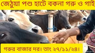 জেঠুয়া পশু হাটে বকনা বাছুর ও গাই গরুর বাজার দর। তাং ২৭/১১/২৪