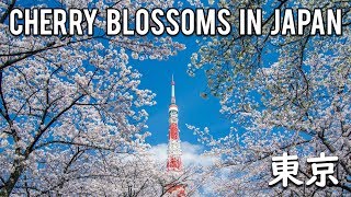 Japan Cherry Blossom Season 2016 || Tokyo \u0026 Beyond