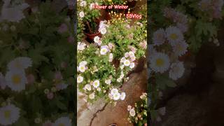 Flowers #viral #viralshorts #shortsviral #shortsvideo #shorts #flowers #flower #love #nature #free