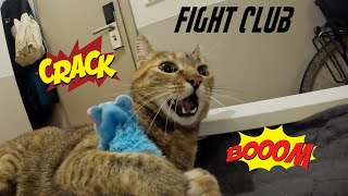 Cat fight - Nala vs Dean 🤜🏻💥😻