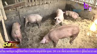 รายงานพิเศษ ปัญหาโรคระบาดในหมูกระทบผู้เลี้ยงผู้ประกอบการ