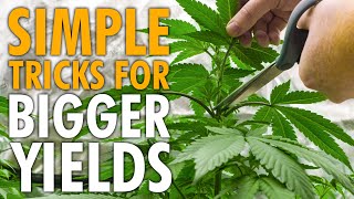 How To Train Cannabis For Bigger Yields – Easy Guide