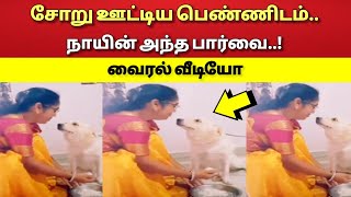 சோறு ஊட்டிய பெண்ணிடம் - நாயின் அந்த பார்வை !