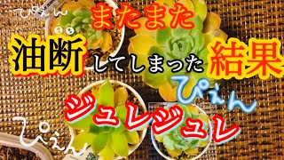 【多肉植物】大雨に打たれて‼️ジュレたのかな⁉残念‼️️