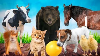 CUTE LITTLE ANIMALS - KITTEN, PUPPY, CHICK, COW, SQUIRREL, BEAR - ANIMAL VIDEOS
