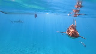 Sharks in the Bahamas! 🦈  They Were Everywhere!!!