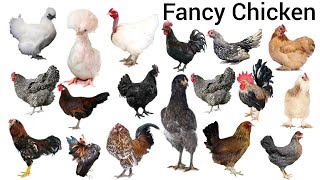 Types Of Fancy Chicken | Chicken | English Vocabulary | Easy English Learning Process