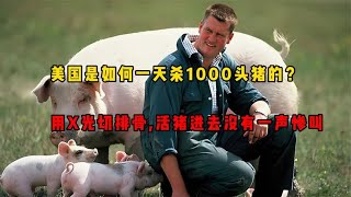 美国是如何一天杀1000头猪的？用X光切排骨，活猪进去没一声惨叫