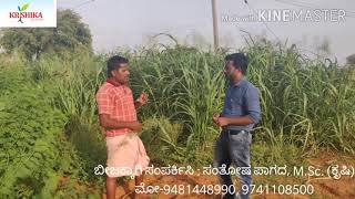 ಮೇವಿನ ಬೆಳೆಯಲ್ಲಿ ರೈತರ ಅನುಭವ ಭಾಗ - 1 (Farmer's experience in Fodder production part - 1)