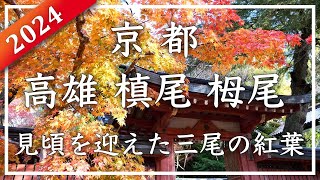 京都紅葉2024🍁 三尾 〜高雄（尾）、槙尾、栂尾の三つの地域。神護寺、西明寺、高山寺の紅葉が見事でした[No.493]