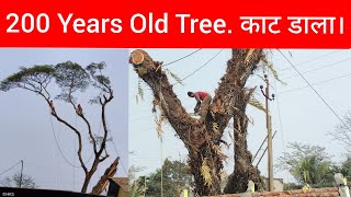 Ye Kya Ho Gaya. Cutting Down of a Historic Tree. #treecuttingdown