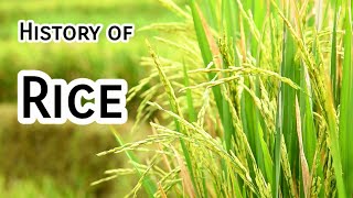 History of Rice Farming