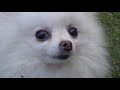 ポメラニアン モコちゃん 甘えん坊 pomeranian