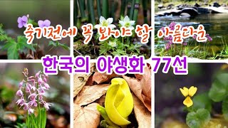 야생화 - 죽기전에 꼭 봐야할 아름다운 한국의 야생화 77선