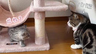 三姉妹子猫、ついにパパ猫と先住猫にドキドキのご挨拶！