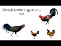 கோழி வளர்ப்பது எப்படி ???? ! How to grow chicken #poultry #chicken #hen #farming