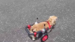 はな工房の犬用車椅子　ミニチュアダックスフント　モカちゃん♪