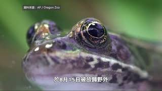 【天下新聞】華盛頓州: 超過100隻瀕危北方豹蛙被放歸野外 Washington: Over 100 endangered frogs released into wild