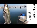 撒活蝦釣鱸魚！【日本釣魚】【大阪灣】