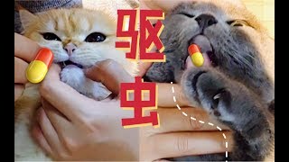 猫吃驱虫药也分简单和困难模式，是智商的短板，还是暴躁的脾气？