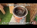 【メダカ飼育】　屋外メダカ水槽の楽しみ方