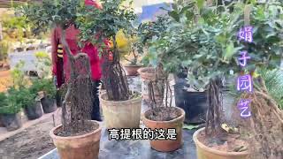 沂蒙大集来了一车盆景，桂花苗15一棵、侧柏3000一盆，捡漏好地方