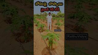 Papaya Farming || బోదెలపై బొప్పాయి సాగు || Red Lady #papaya #taiwan #ytshorts