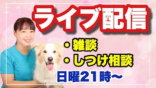 定例ライブ配信　犬のしつけについてや雑談をしましょう！