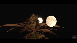 Swami Chaitanya: Cannabis Night Harvest / Ganjier