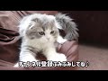 雷が何度も鳴り響いたときの猫の反応がこちらです【スコティッシュフォールド　ラムネ】kitten reaction when thunder strikes