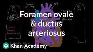 Foramen ovale and ductus arteriosus | Circulatory system physiology | NCLEX-RN | Khan Academy