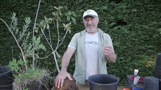 Transplanting A Loquat Tree