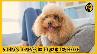 5 Things You Must Never Do to Your Toy Poodle