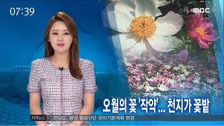 오월의 꽃 '작약',  천지가 꽃밭-R (180516수/뉴스투데이)