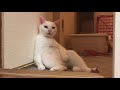 オッドアイの白たぬき 猫 、先住猫と高度な心理戦を繰り広げる　the rescued odd eyed white cat vs my funny spacecat