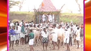 UGADI 2014 PART2, ALLURU VILLAGE, Uyyalawada Mandal, Kurnool