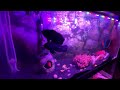 how to setup 3 feet aquarium 3 feet monster tank setups petsvlog petlover aquariumsetup