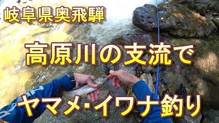 岐阜県奥飛騨の高原川支流でヤマメ釣り