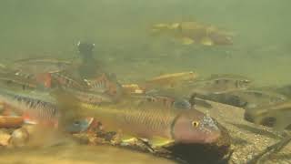 Large nesting aggregation on river chub nest, Winters Run MD