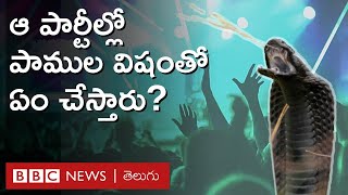 Snakes: ఆ పార్టీల్లో పాముల విషంతో ఏం చేస్తారు? అక్కడకు పాము పిల్లలను ఎందుకు తీసుకెళ్తారు? BBC Telugu