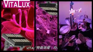 VITALUX最新款防水型LED植物燈: 多種光譜與配色可選