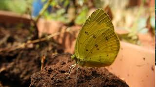 Mud-puddling Common grass yellow butterfly