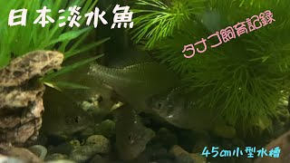 【日本淡水魚】【アクアリウム】冬の小型水槽のタナゴ飼育！釣ってきたたなごの成長記録です‼️45㎝水槽！