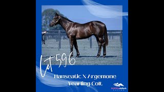 Inglis Premier 2024 Purchase - Hanseatic x Argemone Colt - Lot 596