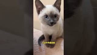 盘点猫界智商最高的五种猫＃猫咪智商＃猫咪品种＃新手养猫＃养猫知识＃养猫日常＃养猫经验＃科学养猫＃养猫人＃养猫经验分享＃宠物＃萌宠＃猫咪＃cat＃宠物日常＃宠物知识＃分享养宠经验＃猫咪的迷惑行为