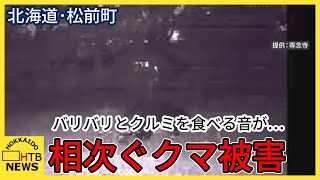 バリバリとクルミを食べる音が…寺にクマ出没　北海道・松前町で相次ぐ被害　収穫前のブドウも…