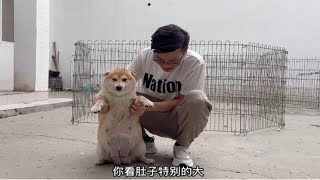 怀孕58天的柴犬，肚子大的垂到地上能摸到胎动，猜猜到底能生几只