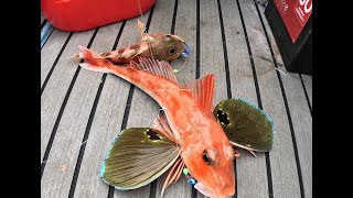 Gurnard and Snapper fishing NZ.